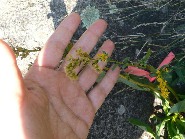 صورة Solidago juncea Ait.