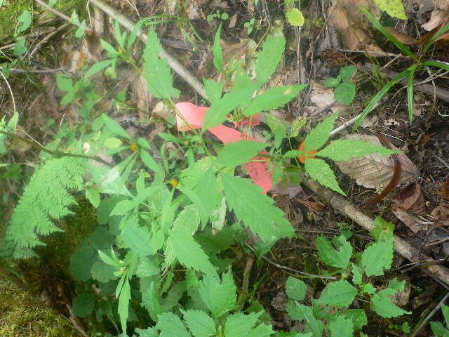 صورة Bidens frondosa L.