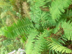 Image of interrupted fern