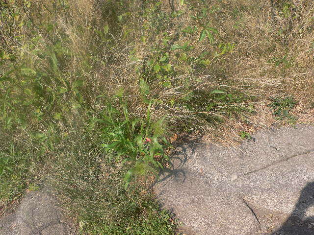 Image of Panicum capillare subsp. capillare