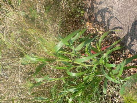 Imagem de Panicum capillare subsp. capillare