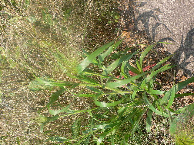 Image of Panicum capillare subsp. capillare