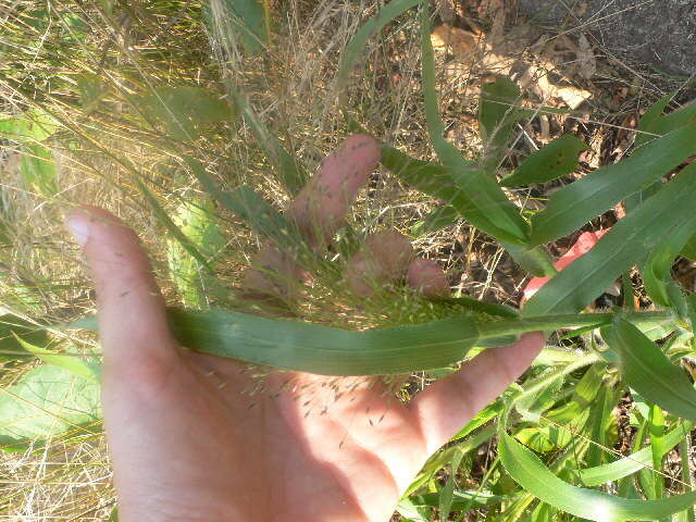 Imagem de Panicum capillare subsp. capillare