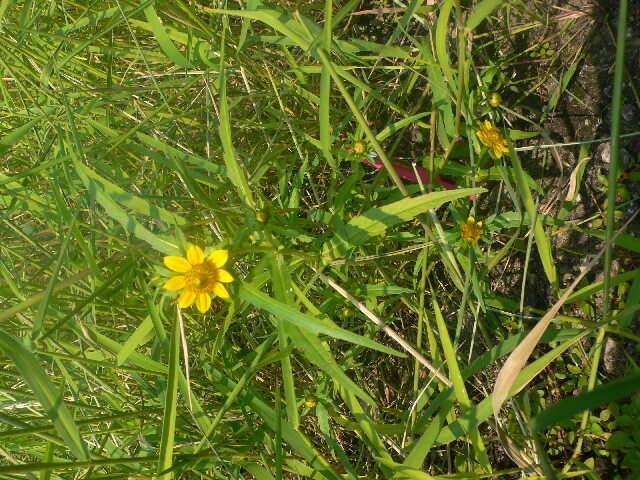 صورة Bidens cernua L.