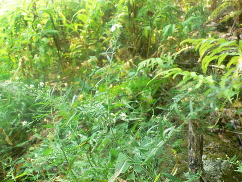 Image of white panicle aster