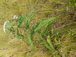 Image of common boneset