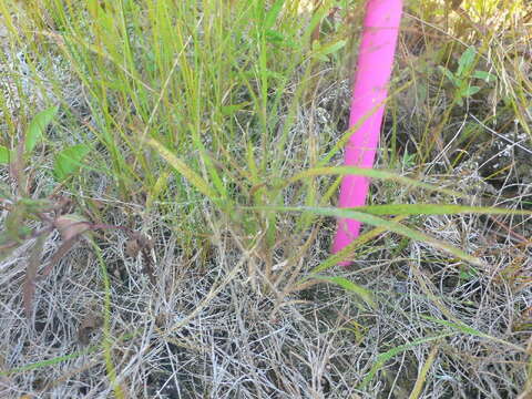 Image of Gattinger's Panic Grass