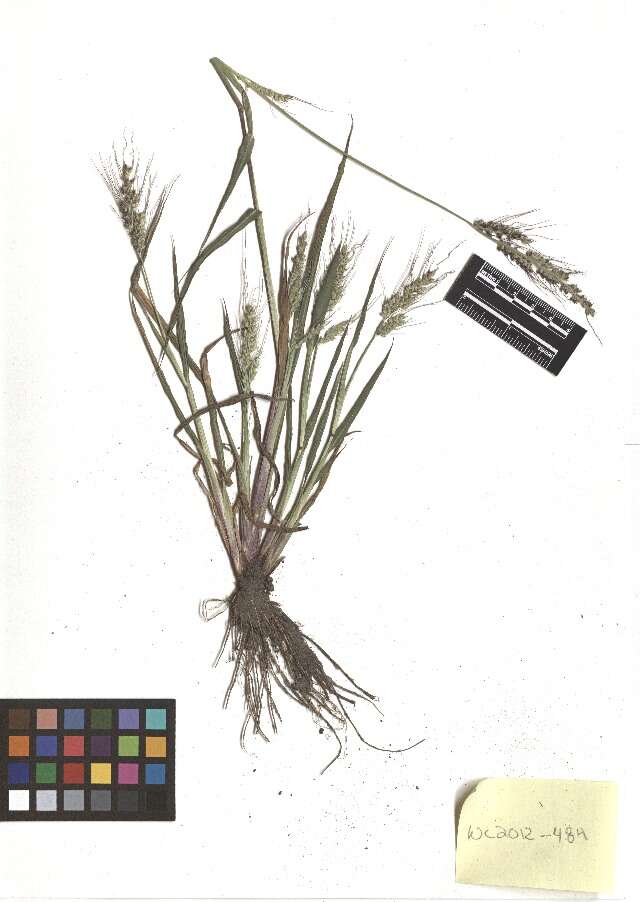 Echinochloa muricata (P. Beauv.) Fernald resmi