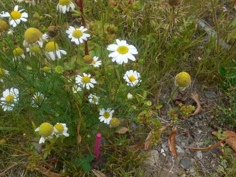 Imagem de Tripleurospermum inodorum (L.) Sch.-Bip