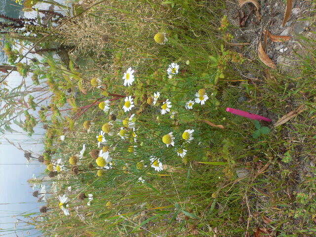 Image of scentless false mayweed