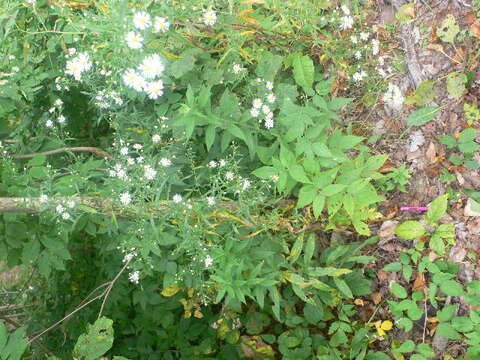 Image of white panicle aster