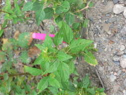 Imagem de Acalypha virginica var. rhomboidea (Raf.) Cooperr.