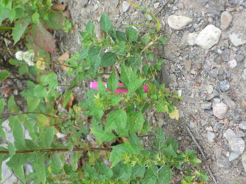 Image de Acalypha virginica var. rhomboidea (Raf.) Cooperr.