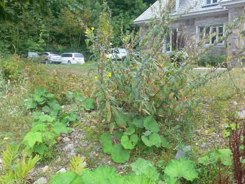 Imagem de Oenothera biennis L.