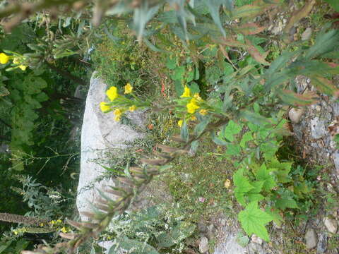 Imagem de Oenothera biennis L.