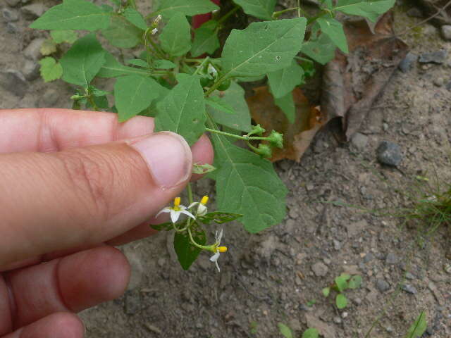 Image of Eastern Black Nightshade