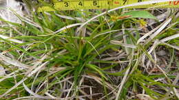 Imagem de Carex tonsa var. rugosperma (Mack.) Crins