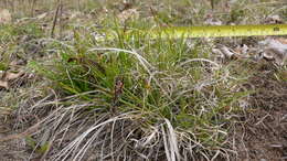 Imagem de Carex tonsa var. rugosperma (Mack.) Crins