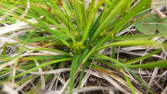 Imagem de Carex tonsa var. rugosperma (Mack.) Crins