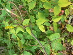 Image de Solidago flexicaulis L.