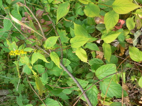 Image of Broad-leaved goldenrod