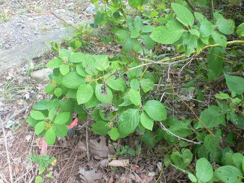 Image of redosier dogwood