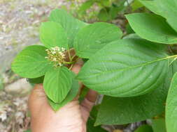 Image de Cornus sericea subsp. sericea