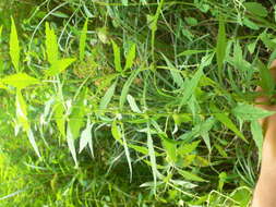 Image of American water horehound