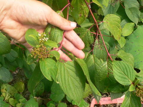 Image of redosier dogwood