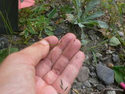 Image de Eragrostis pectinacea (Michx.) Nees