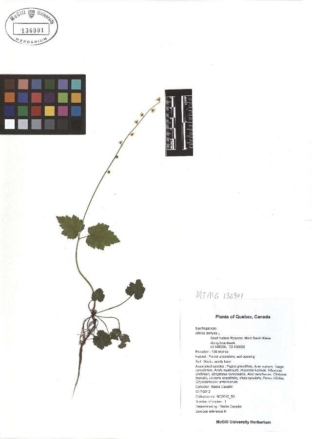 Mitella diphylla L. resmi