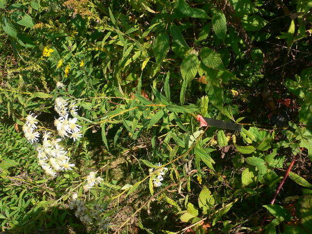 Imagem de Doellingeria umbellata (Mill.) Nees