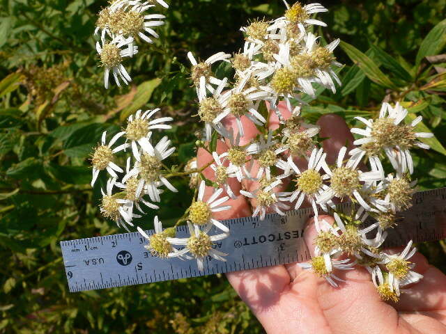 Imagem de Doellingeria umbellata (Mill.) Nees