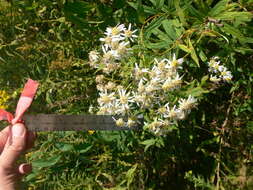 Imagem de Doellingeria umbellata (Mill.) Nees