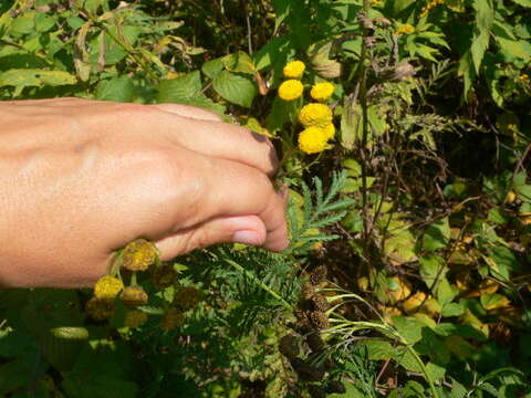 Image of common tansy