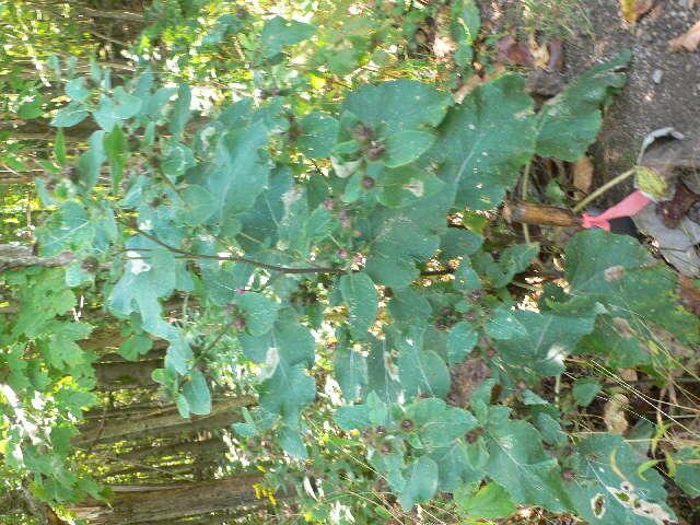 Image of common burdock