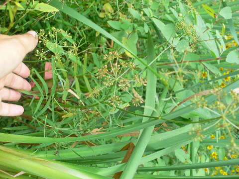 Image of hemlock waterparsnip