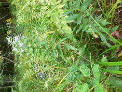 Image of purplestem aster