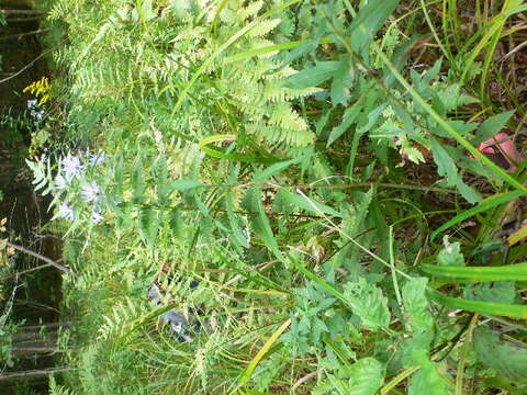 Sivun Symphyotrichum puniceum (L.) A. Löve & D. Löve kuva