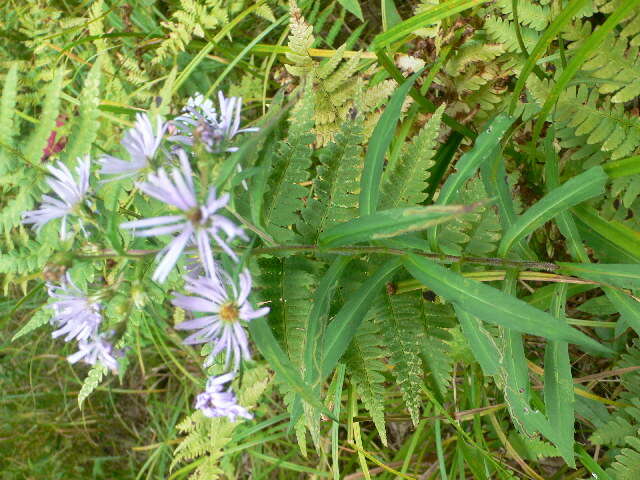 Image of purplestem aster