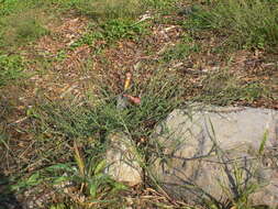 Image of hairy crabgrass