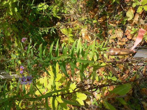 Image of Michaelmas daisy