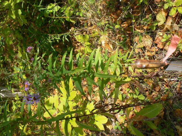 Image de Symphyotrichum novae-angliae (L.) G. L. Nesom