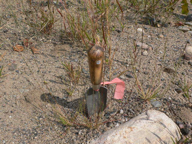 Image of poverty dropseed