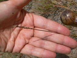 Image of poverty dropseed