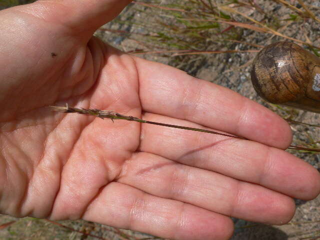 Image of poverty dropseed