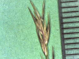 Image of poverty dropseed