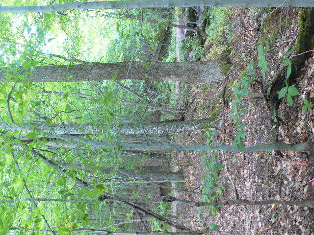 Image of American beech