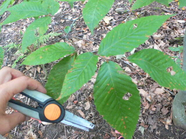 Image of American beech