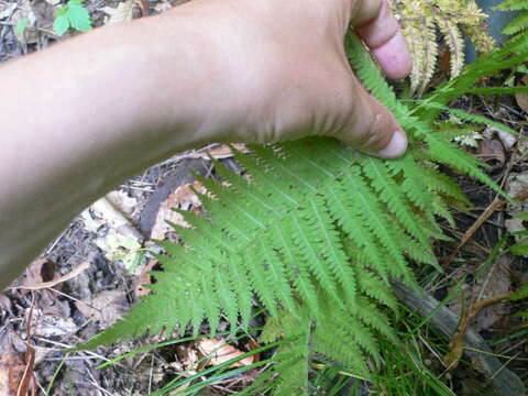 Image of New York Fern